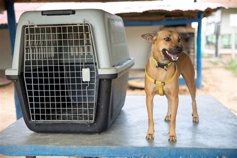 Rettung Hunde Akio Rhodey Elli Shark Wanda Hunde Katzen