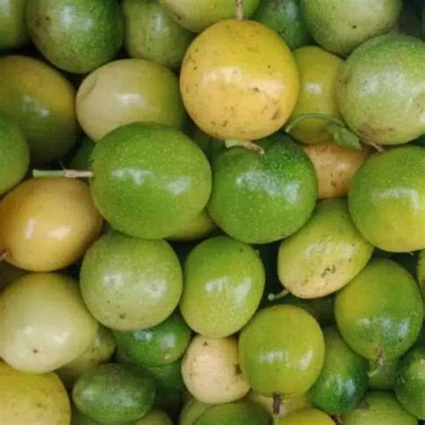 Jual Buah Markisa Hutan Fres Segar 1 Kg Dadakan Shopee Indonesia