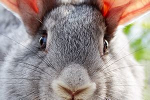 Rabbit care tips for healthy eyes | Petplan