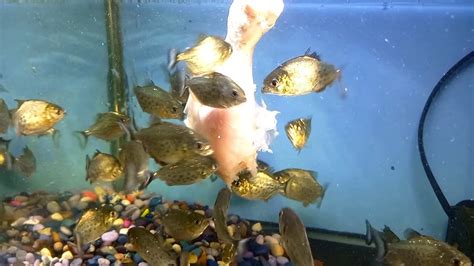 PIRANHA FISH TANK EATING MEAT PIRANHAS LOVE CHICKEN Live Feeding