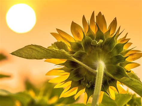 Sunflower facing the sun HD desktop wallpaper : Widescreen : High ...