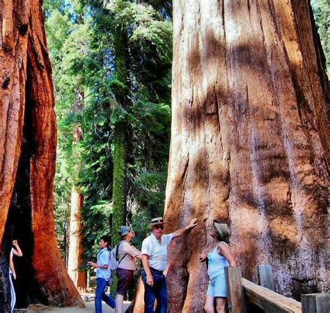 C Mo Visitar Y Qu Ver En El Parque Nacional De Las Secuoyas California