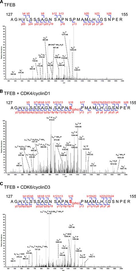 Mass spectrometry analysis of the phosphorylated sites in TFEB(105–300 ...