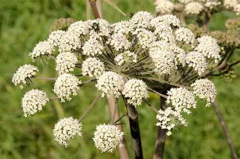 9 Powerful Health Benefits Of Cumin Sada Elbalad