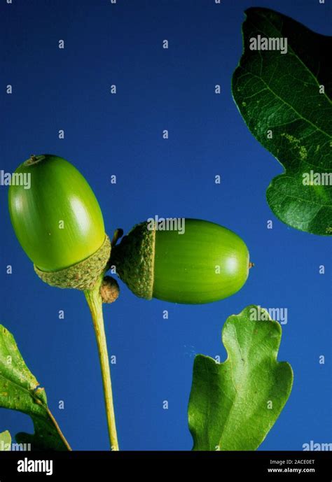 A pair of acorns, the fruit of the oak tree, Quercus sp Stock Photo - Alamy