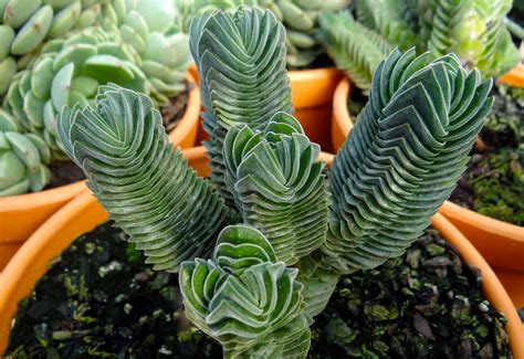 Crassula Buddha’s Temple | InStyle Succulents