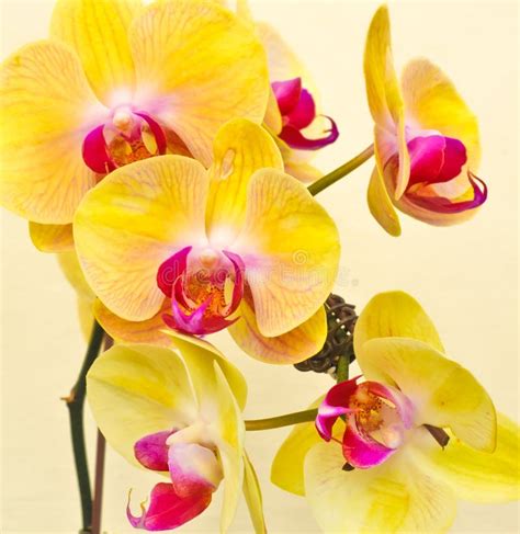 Purple, White, Yellow Orchid Stock Photo - Image: 15353362