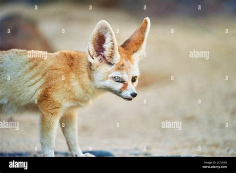 Fennec Fox Fennecus Zerda Vulpes Zerda Portrait Africa Stock Photo