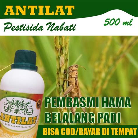 Insektisida Organik ANTILAT 500 ML Atasi Hama Belalang Padi Dan Jagung