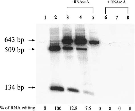 Hdv Rna Editing Analysis In Various Cells Transfected With Plasmid Download Scientific Diagram