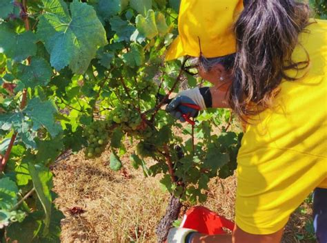 La vendemmia 2023 in Sud Italia che annata sarà in Puglia Calabria e