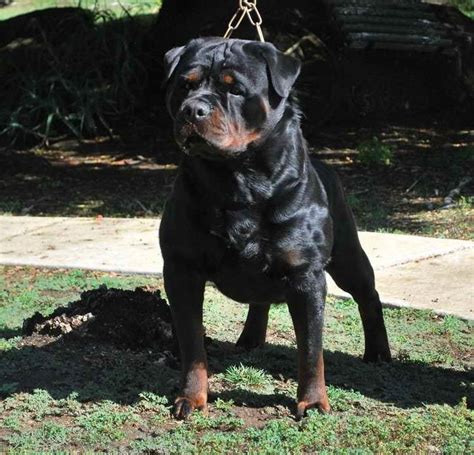 German Rottweiler Breeders Near Me