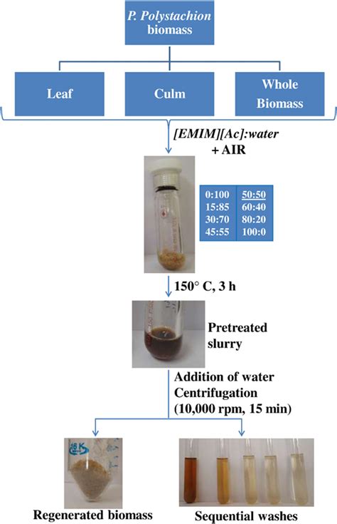 Schematic Representation Of Pretreatment Procedure Download