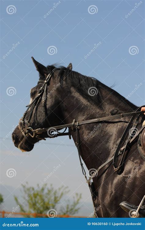 Side View Head Shot Of A Beautiful Black Horse Stock Photo Image Of