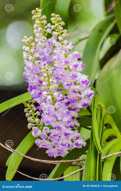 Beautiful Bouquet of Purple Orchids Stock Photo - Image of aroma ...