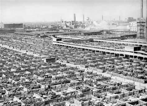 Tom Clark Stockyard Fundamentals John Vachon Union Stockyards