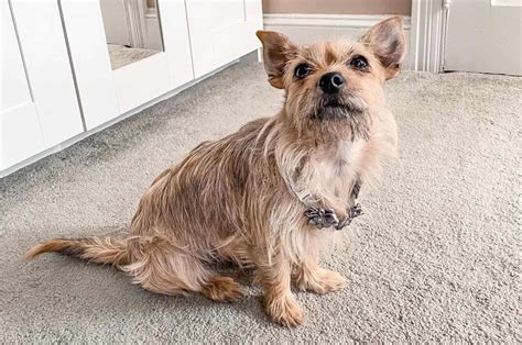 The Spunky Cairn Terrier Chihuahua Mix For Lively Owners