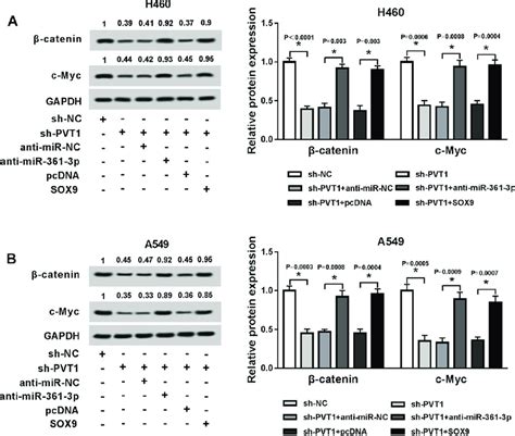 Pvt Regulated Wnt Catenin Signaling Pathway By Mir P Sox Axis