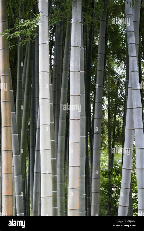 Bamboo forest in Japan Stock Photo - Alamy