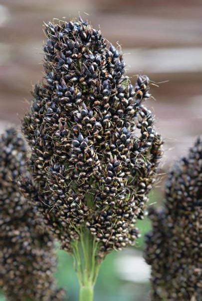 Sorghum Bicolor Black Falcon Muller Seeds