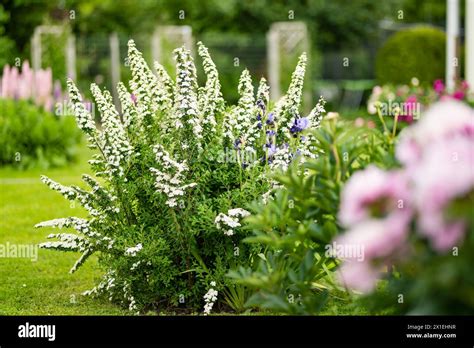 Blooming White Spiraea Bush In The Summer Garden Beauty In Nature