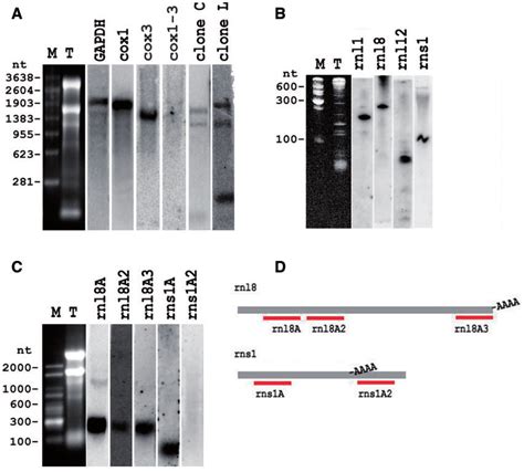 Transcription Pattern Of Chromera Velia Nuclear And Mitochondrial Genes