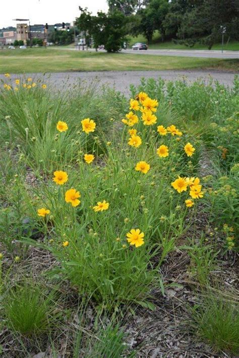 Siberian Wallflower Cheiranthus Allionii Seeds Biennial Sow Spring Or