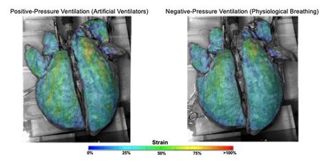 Strain Maps Image Eurekalert Science News Releases