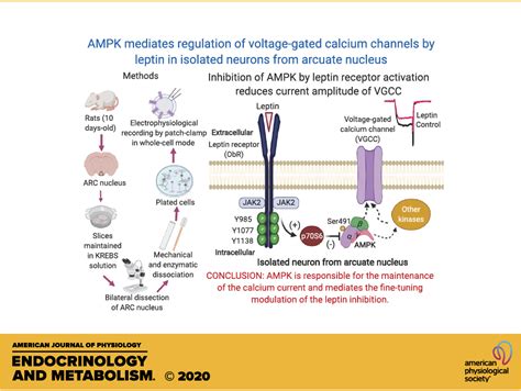 AMPK Mediates Regulation Of Voltage Gated Calcium Channels By Leptin In