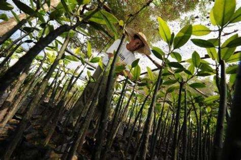 Philippines Breaks World Tree Planting Record