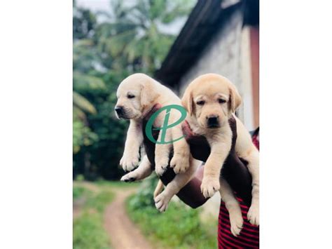 Labrador Puppies - Dogs & Puppies - Malwana - Gampaha District - Pet.LK