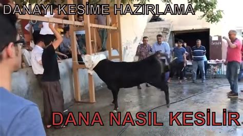 KURBANLIK DANA KESİMİNDE ZOR ANLAR KURBAN BAYRAMI YouTube