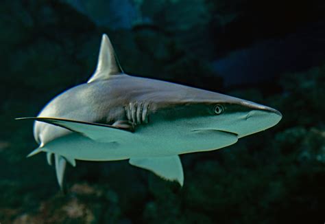 18 Interesting Facts about Sharks - Facts