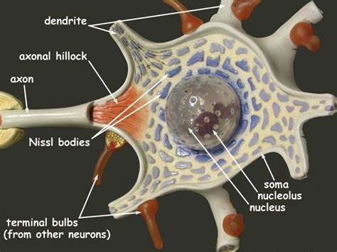 Neuron Model Neuron Biology Pinterest School Pinterest