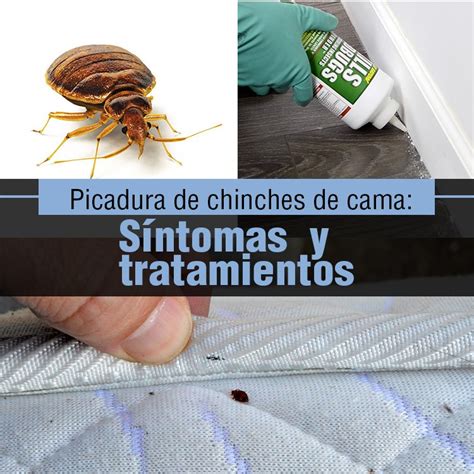 Picadura de chinches de cama síntomas y tratamientos La Guía de las