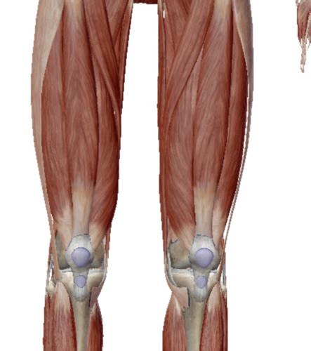 Origins And Insertions Of Patella Tibia Fibula And Calcaneus