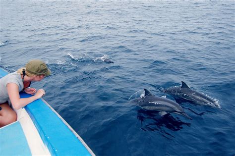 Dolphin Watching In Maldives 2024 2025 Rove Me