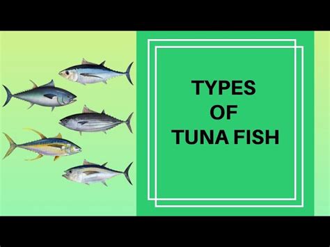 Discover The Top Most Expensive Types Of Tuna In Az