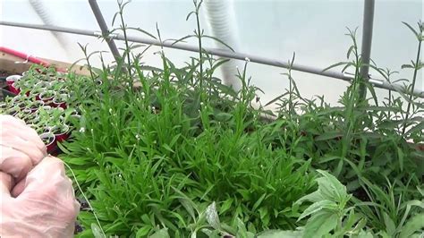 Transplanting Verbena Bonariensis Seedlings Mature Verbena Bonariensis Plants Youtube