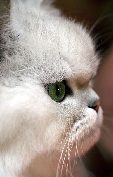 Persian Profile Persian Cat Cat Nose Cat Profile