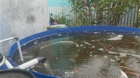 Pembesaran Ikan Nila Di Kolam Terpal Dengan Sistem Ras Youtube