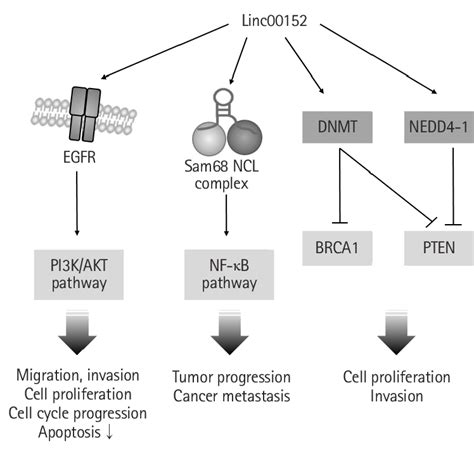 Linc00152 Is Involved In Protein Activation Linc00152 Bound Directly