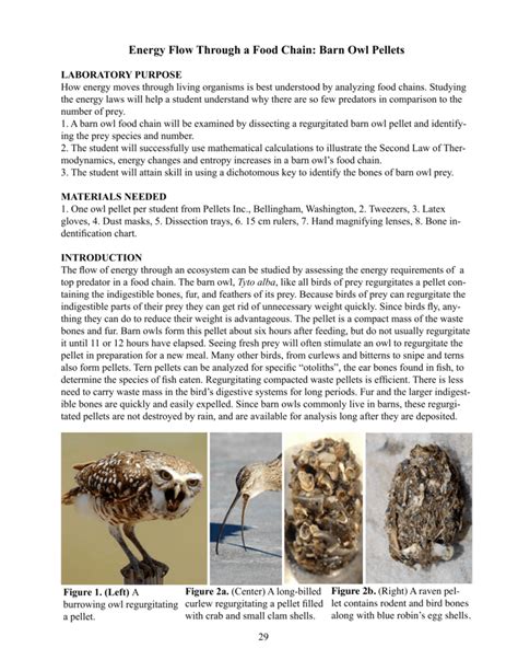 Energy Flow Through A Food Chain Barn Owl Pellets