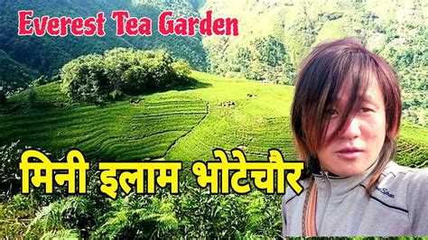 Mini Ilam Everest Tea Garden Bhotechaur Sindhupalchok Hangb Kirati