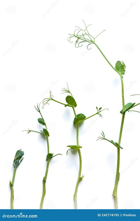 Brotes De Arveja De Micro Verduras En Diferentes Etapas De Crecimiento