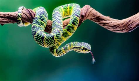 10 Facts About Reptiles 10 Facts About Almost Everything