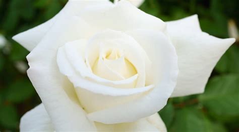 21 Beautiful White Rose Varieties to Grow This Season