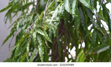 Polyalthia Longifolia Ashoka Native India Lofty Stock Photo 2231959089