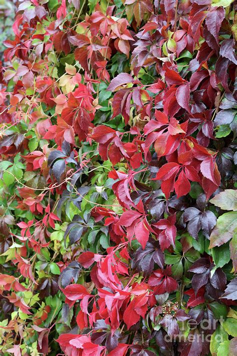 Autumn Color Virginia Creeper Photograph By Carol Groenen Fine Art