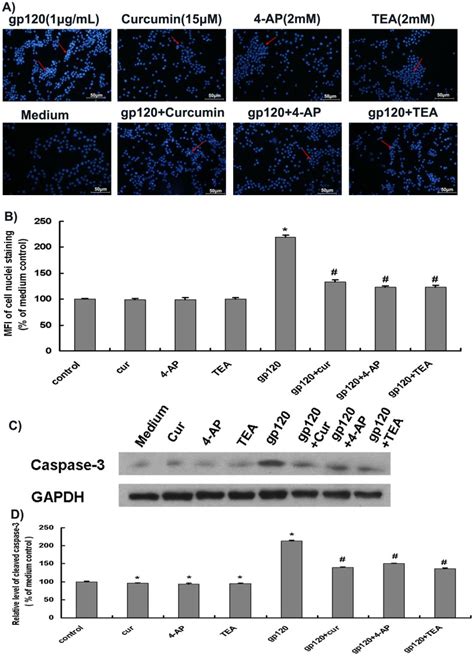 Primary Rat Cortical Neurons That Had Been Cultured For 7 Days Were